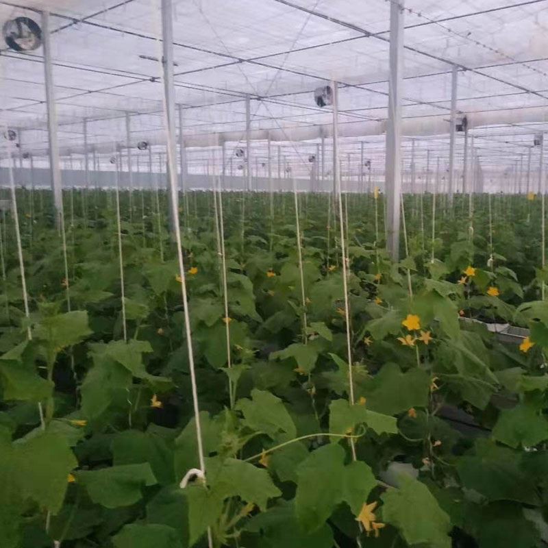 cucumber greenhouse cucumber greenhouse
