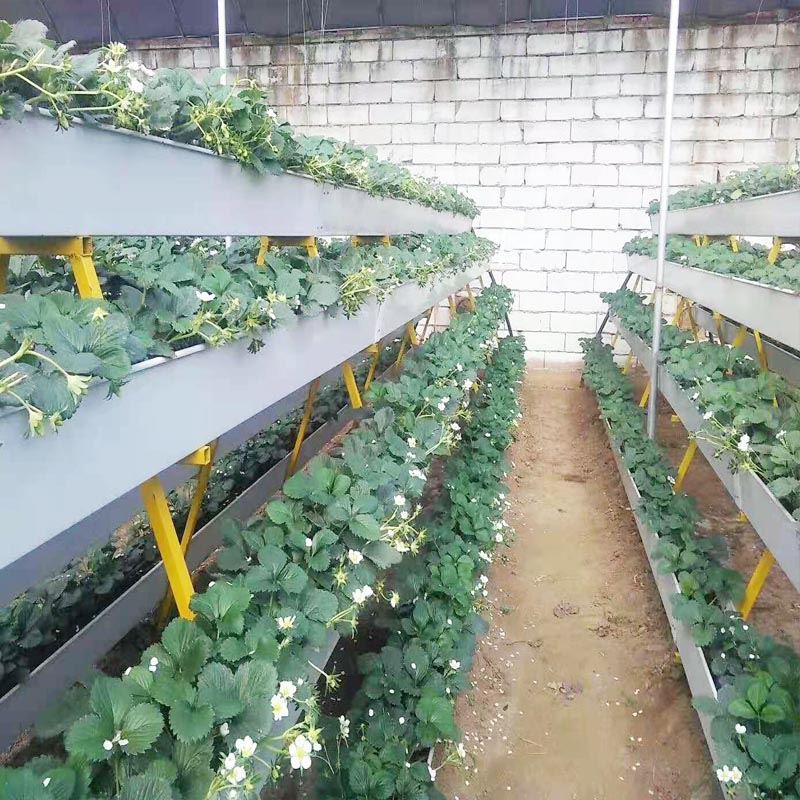vertical farming strawberry vertical farming strawberry