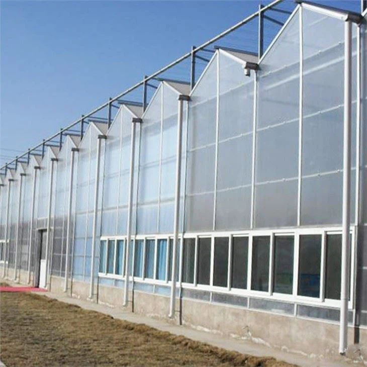 China Venlo Polycarbonate Greenhouse With Irrigation System