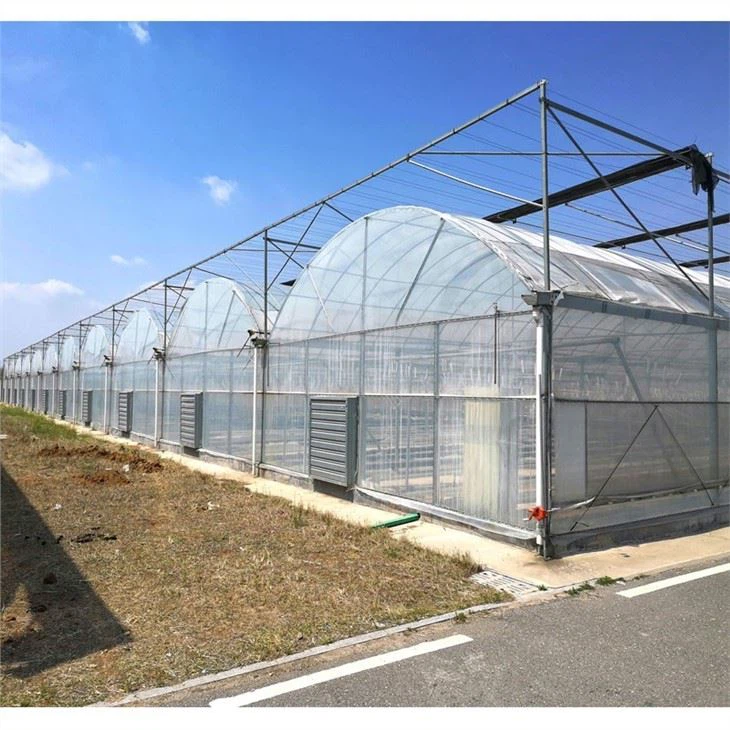 Multi Span Film Greenhouse With NFT System For Leafy Greens