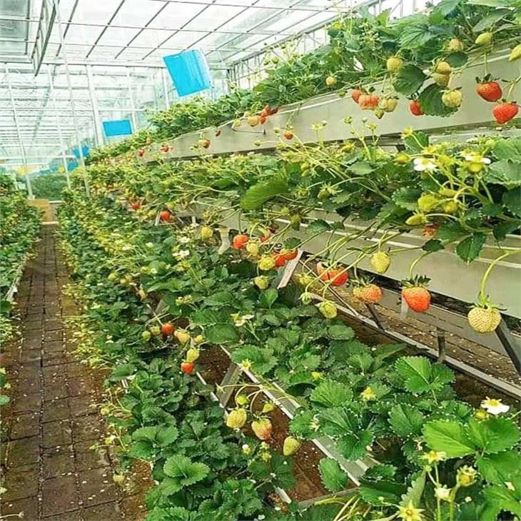 Planting Gutter For Lettuce And Strawberry in Greenhouse