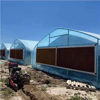 Rumah Hijau Tumbuhan Hemp Jualan Panas