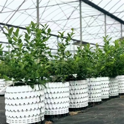Periuk Blueberry
