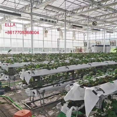 Strawberi Pertanian Menegak