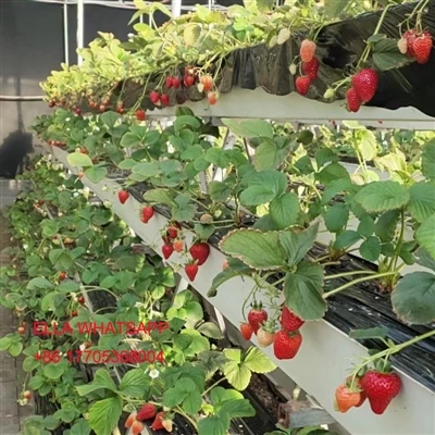 Rumah hijau, penanaman strawberi, menanam longkang dan bingkai