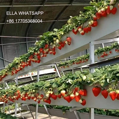 Parit Tanam Tanpa Soil dalam Musim Promosi